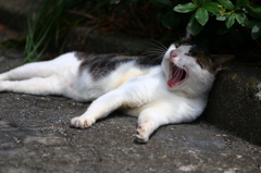 眠いし、暇だし・・・