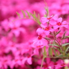 芝桜