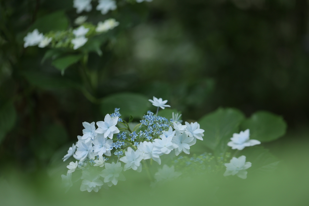 雨の季節