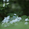 雨の季節