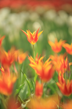 花園