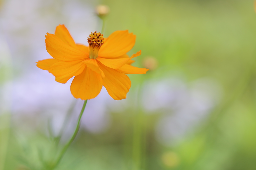 花壇