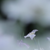 霧の彼方