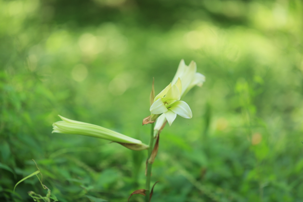 夏花Ⅲ