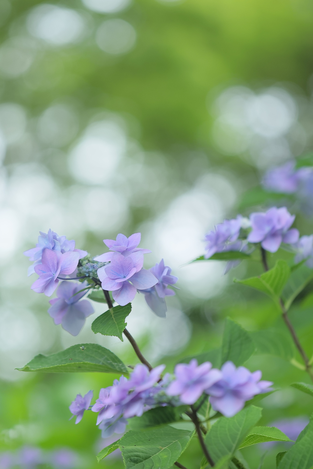 紫陽花の園Ⅱ