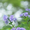 紫陽花の園Ⅱ