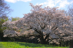 別れの一本桜