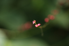 みずひき