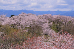 桜峰