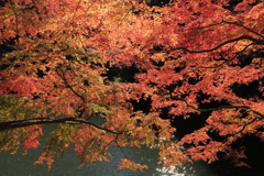 錦