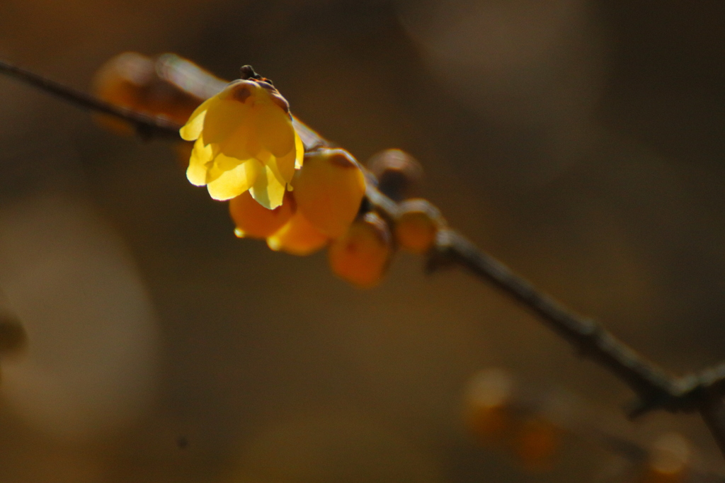 ３００＋テレコンバーター１．４