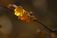 ３００＋テレコンバーター１．４