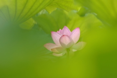 妖艶Ⅱ