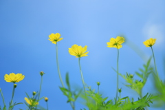 青空に浮かぶ