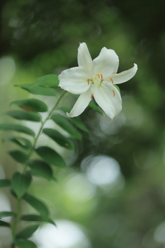 清楚