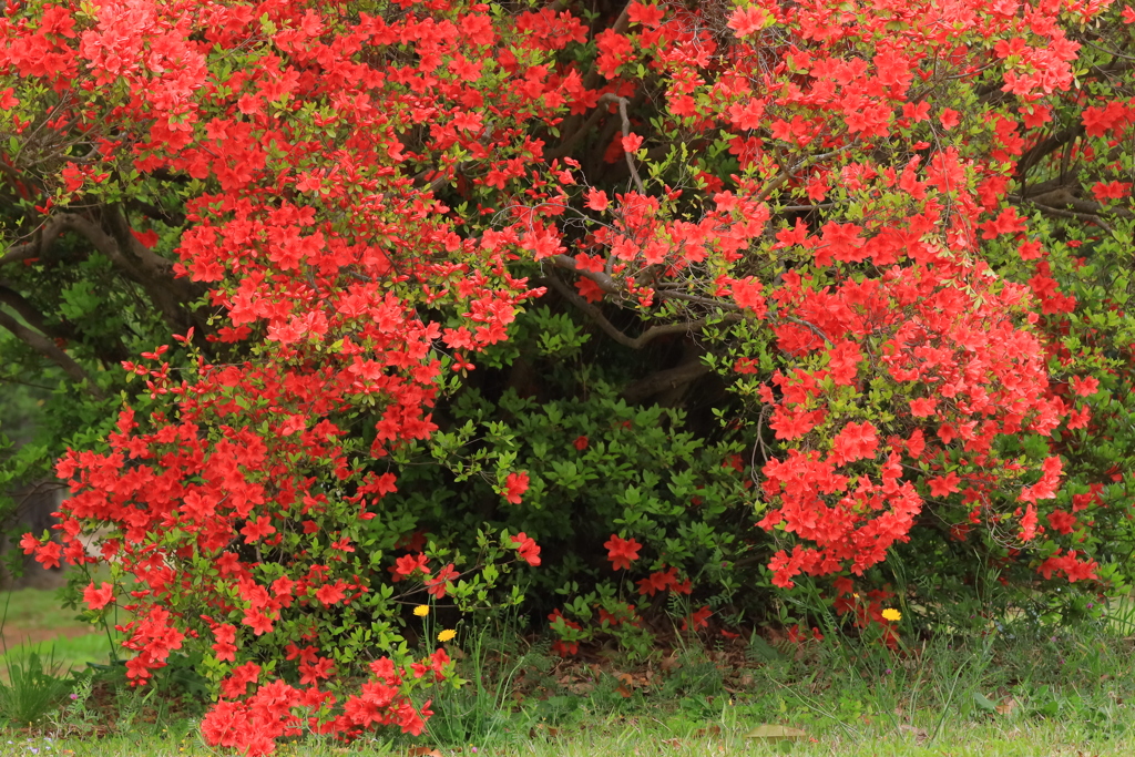 花園