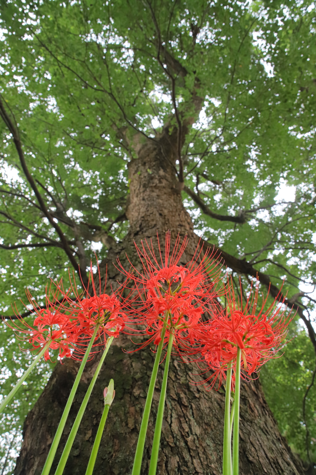 彼岸花