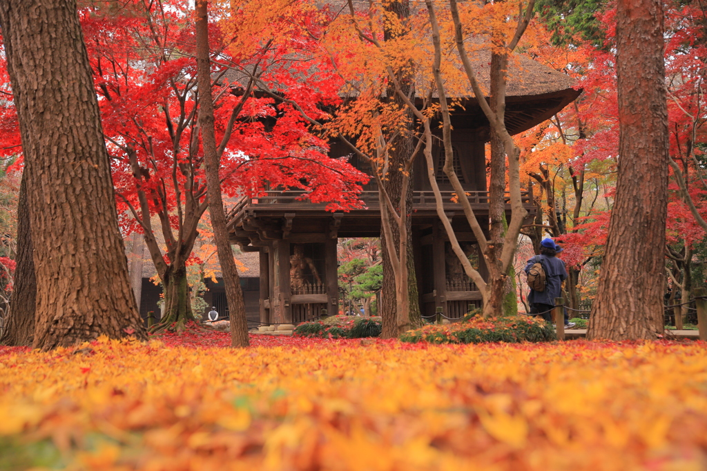 平林寺の秋