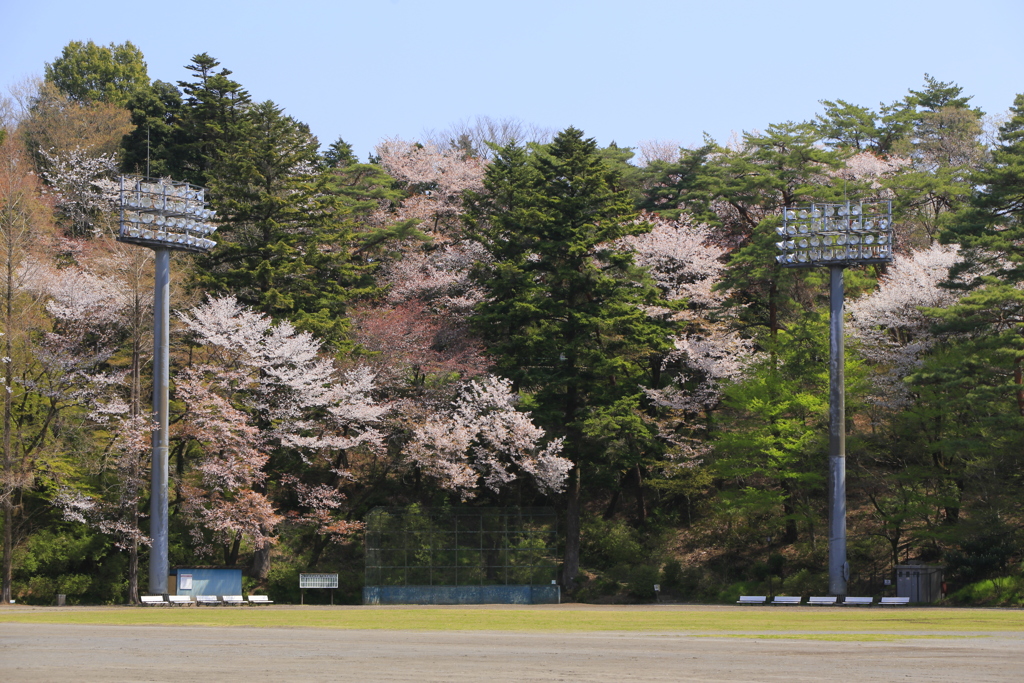 サクラ球場
