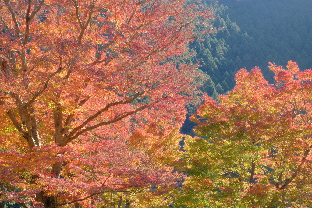 秋の風情Ⅱ