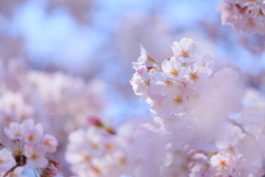 花の園Ⅱ