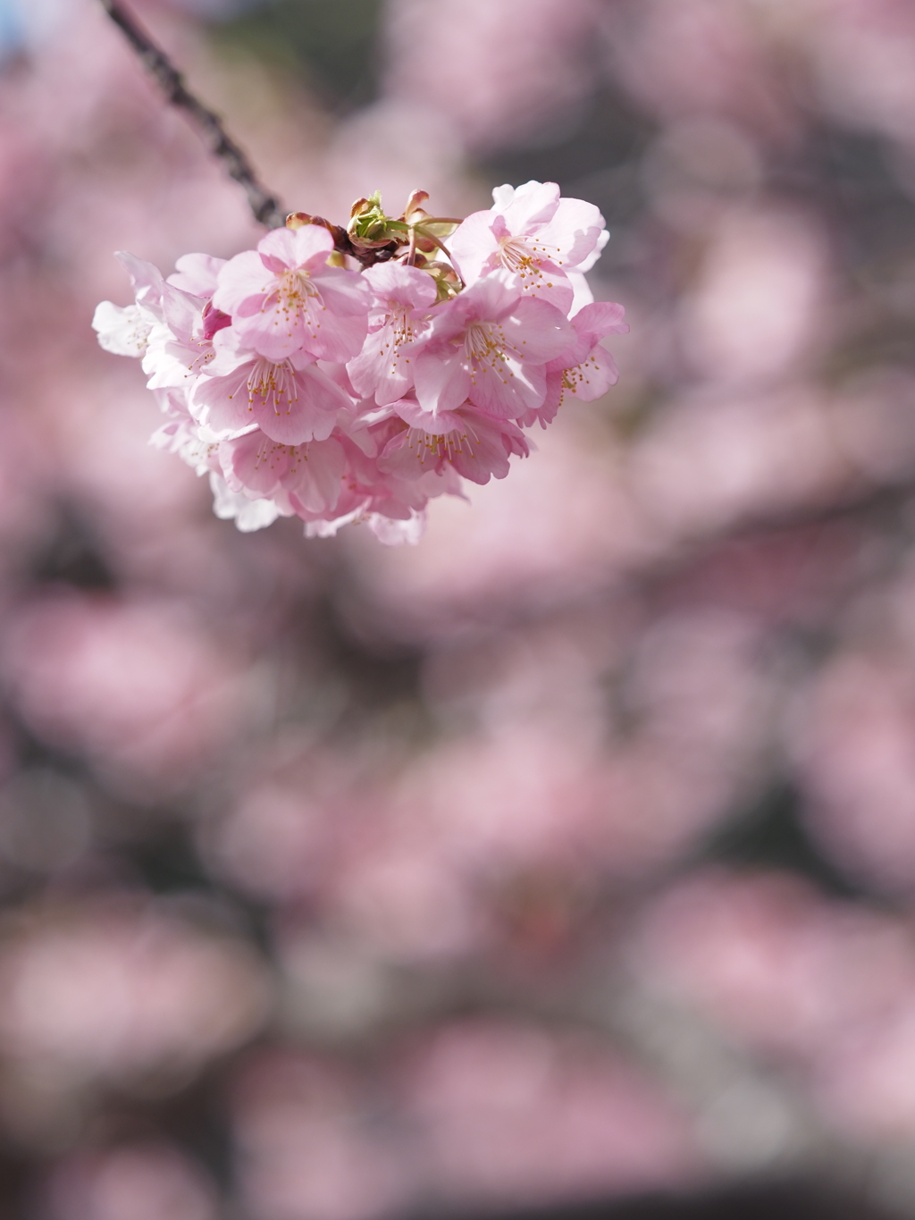 河津桜