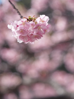河津桜