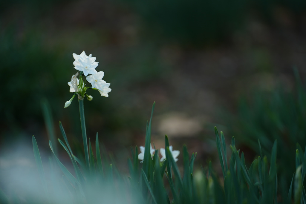 ペーパーホワイト