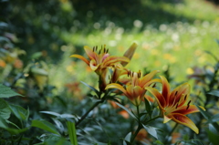 ゆりの花園