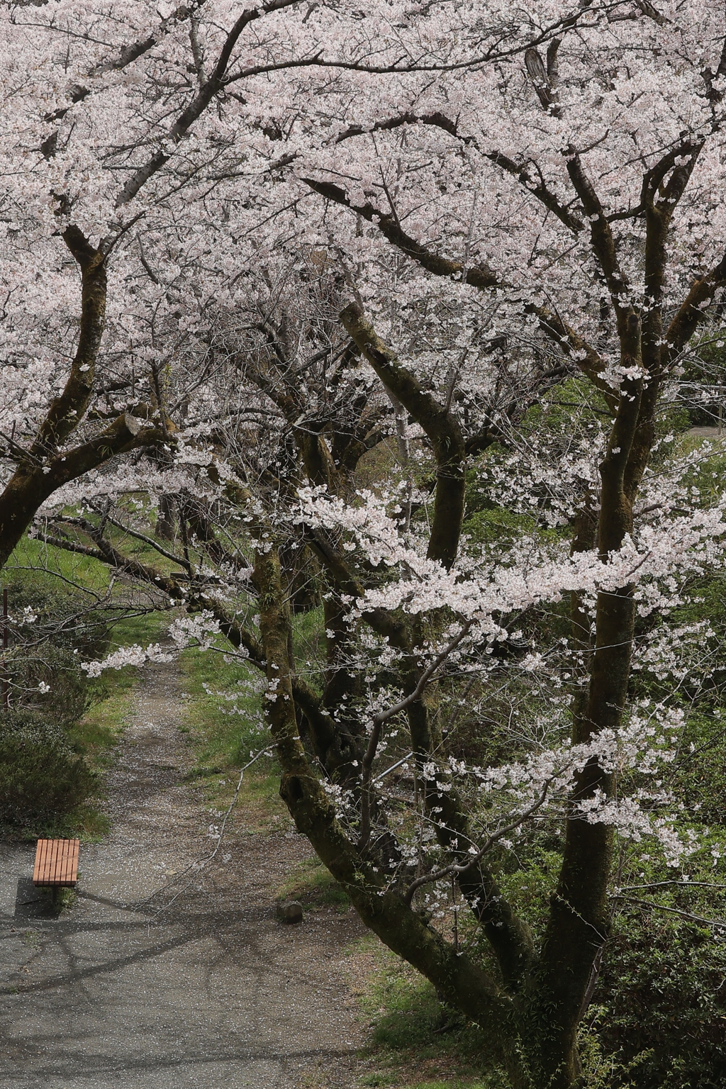 桜小径