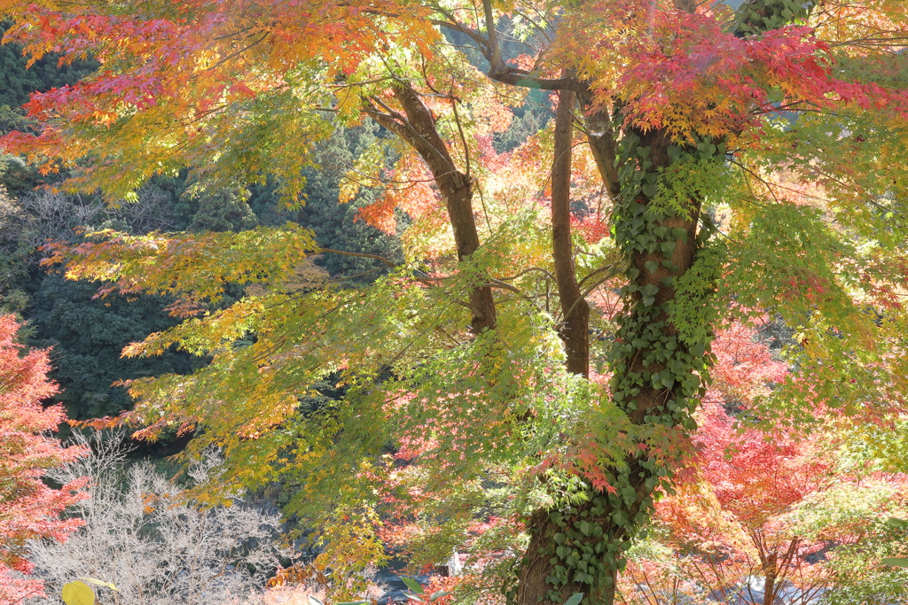 秋の有彩色