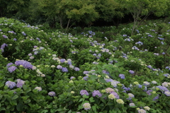 紫陽花の園