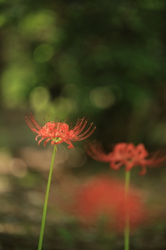 彼岸花