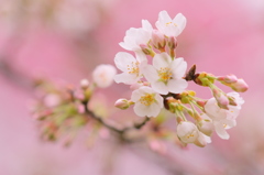 桜の園