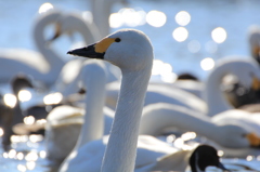 白鳥の川