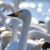白鳥の川