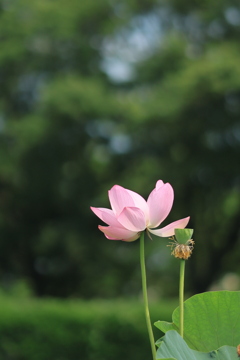 花蓮