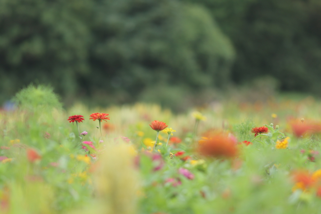 花園