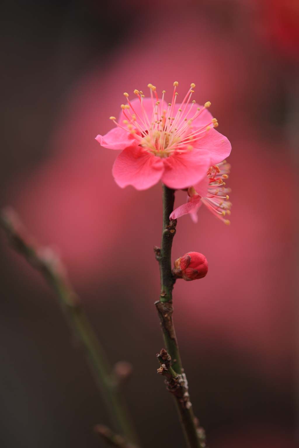 春告げ花Ⅲ