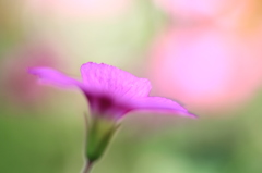 何の植物・・？？？