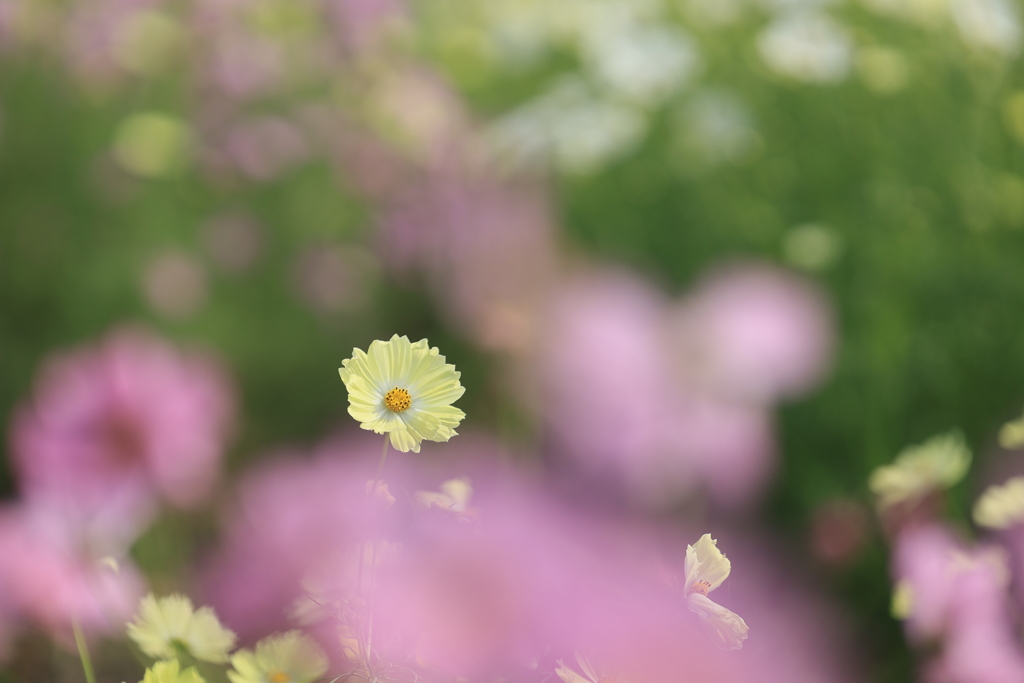 秋の一コマⅢ