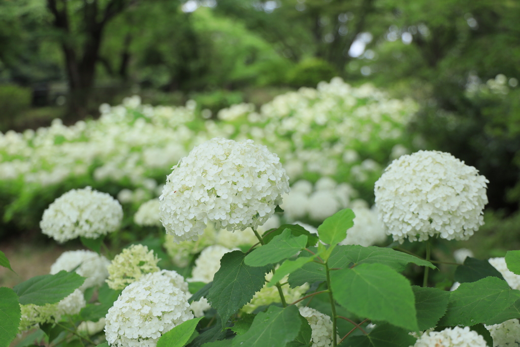 紫陽花の園