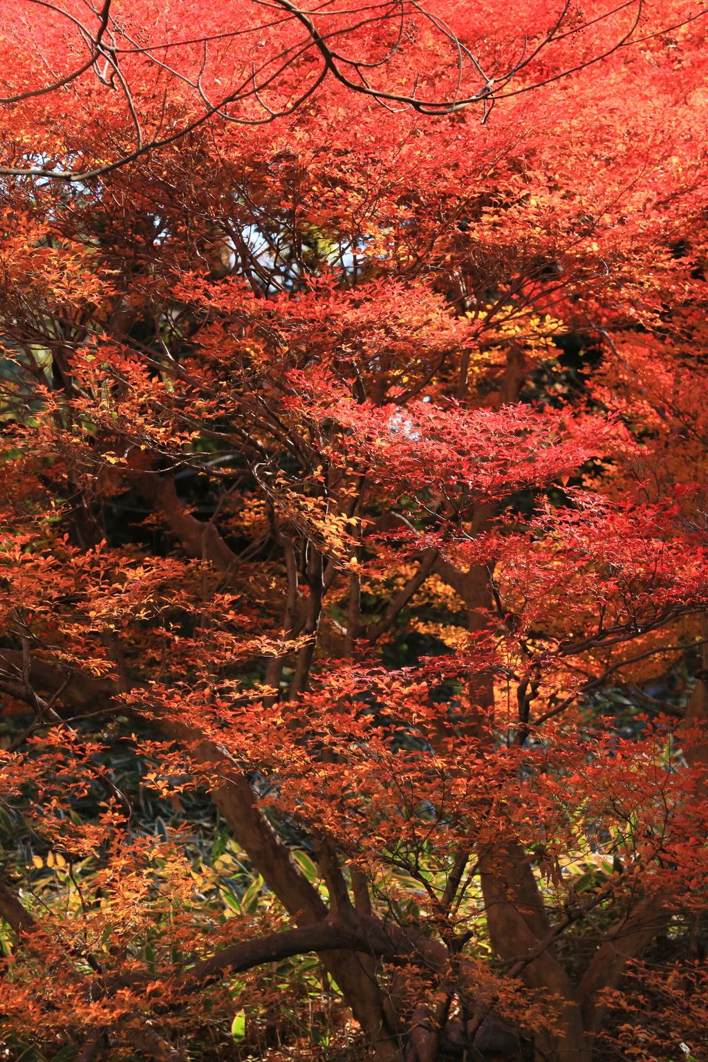 六義園の秋
