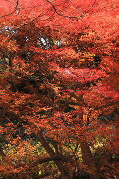 六義園の秋