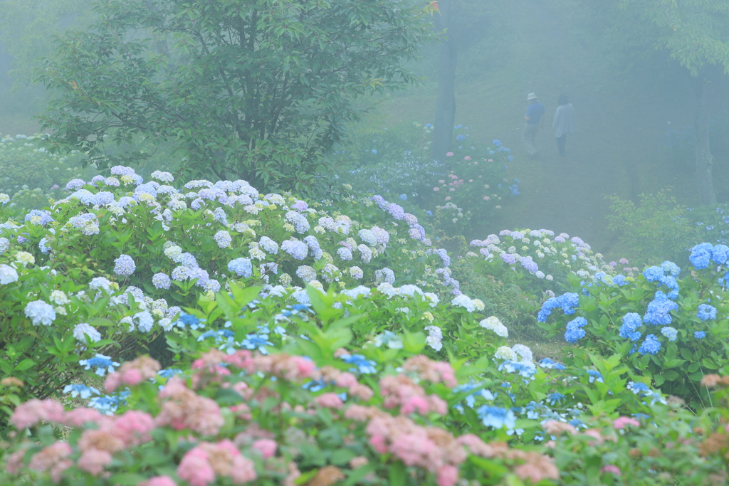 霧中の散策