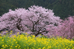春たけなわ