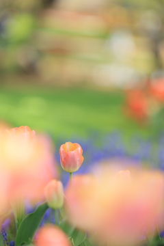 花園
