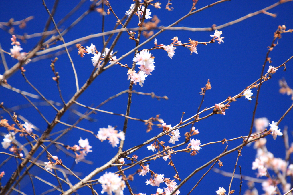 冬桜