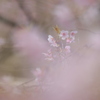花見　お先に