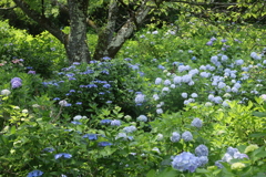アジサイの森